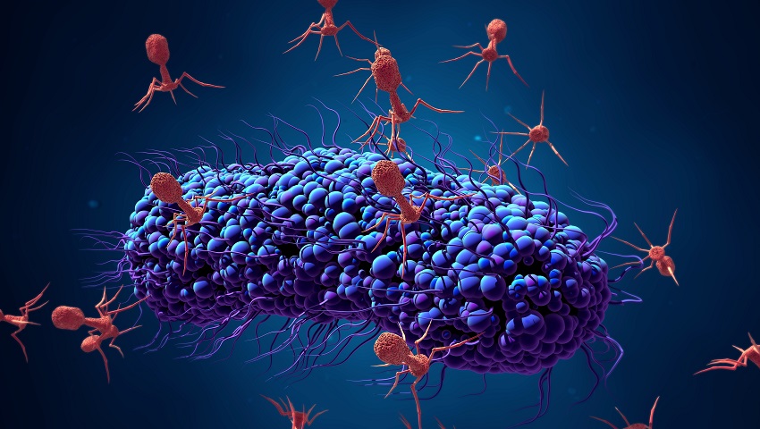 Bacteriophages infecting a bacterial cell.