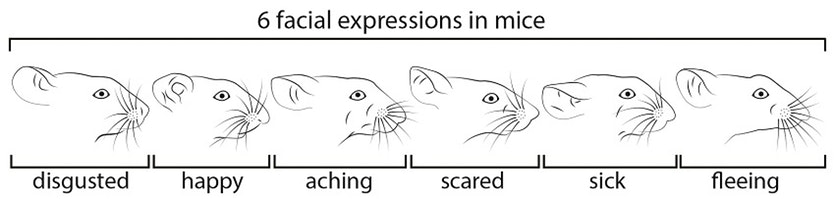 Mice_facial expressions