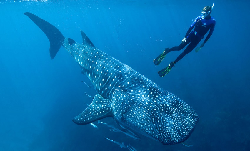 Bomb tests help reveal whale shark’s age