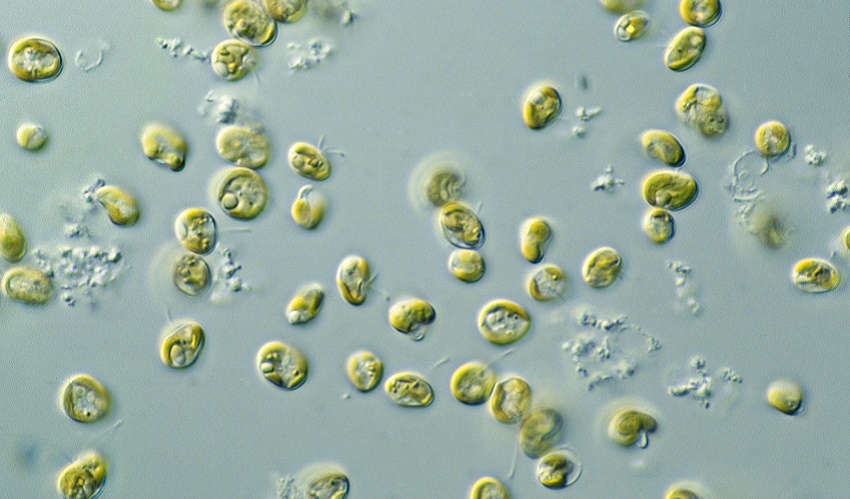microalgae_protein