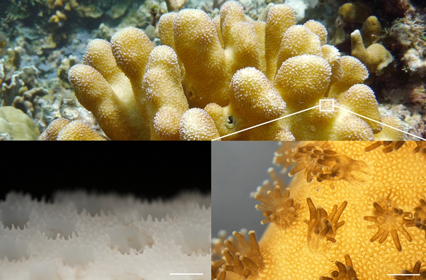 coral_coral reefs