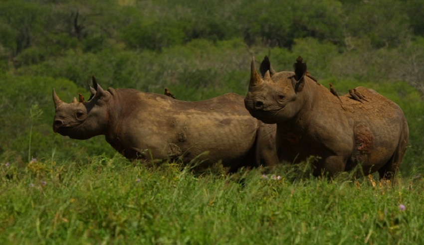 rhinos_black rhinos