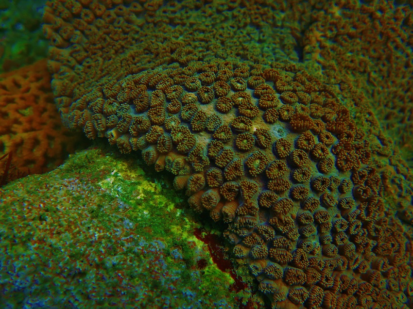 200414 coral closeup