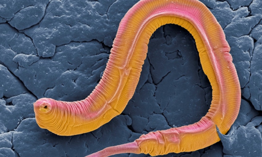 worm_c.elegans