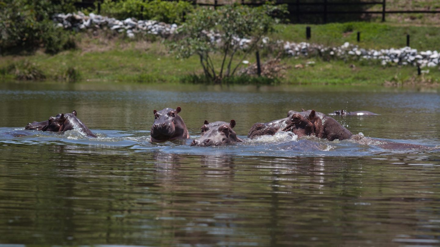 200421 escobars hippos hippo hippopotamus