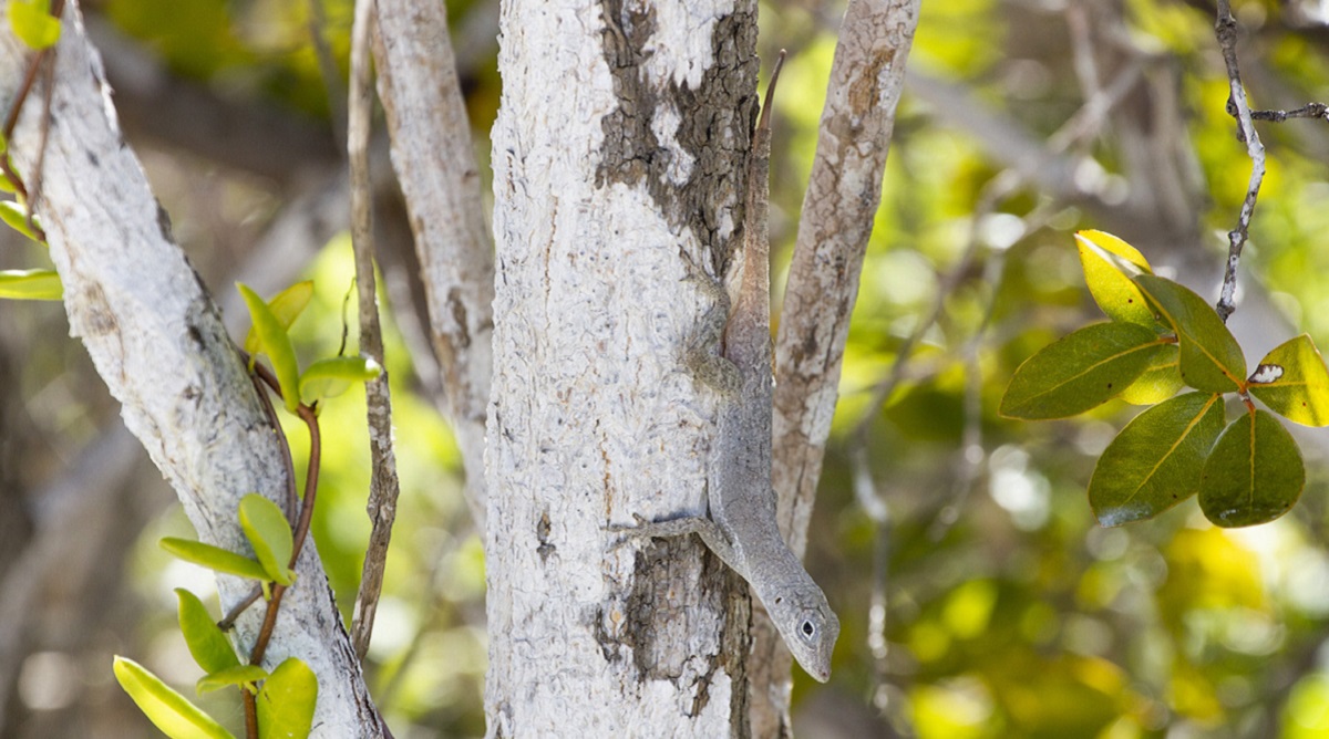 lizard_tree