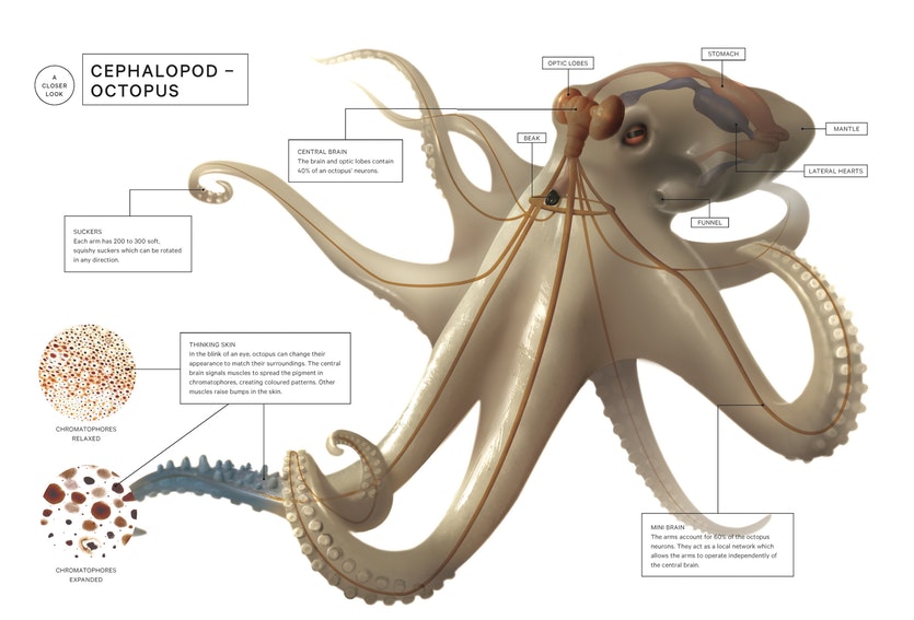 C80 030 octopus 5
