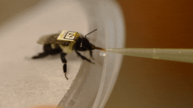 181109 bee full