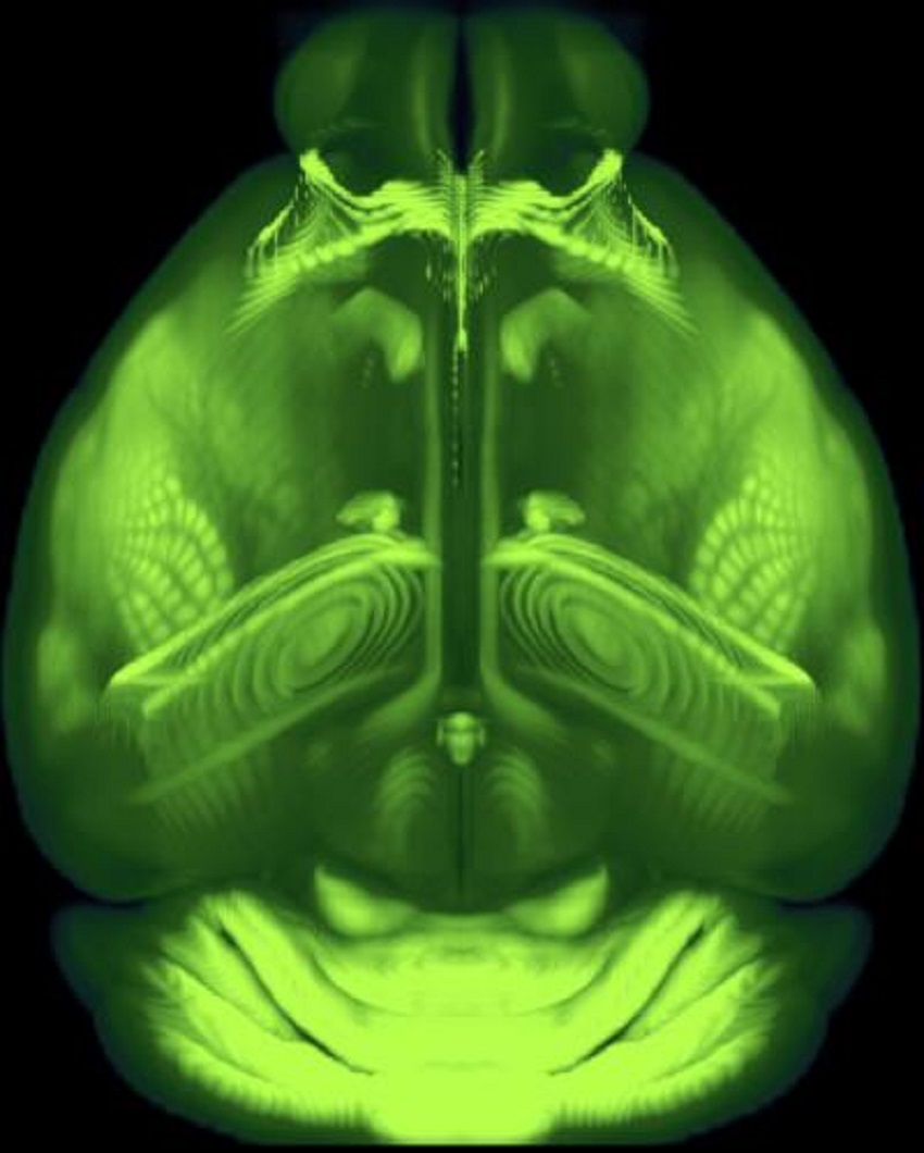 200508 mouse brain