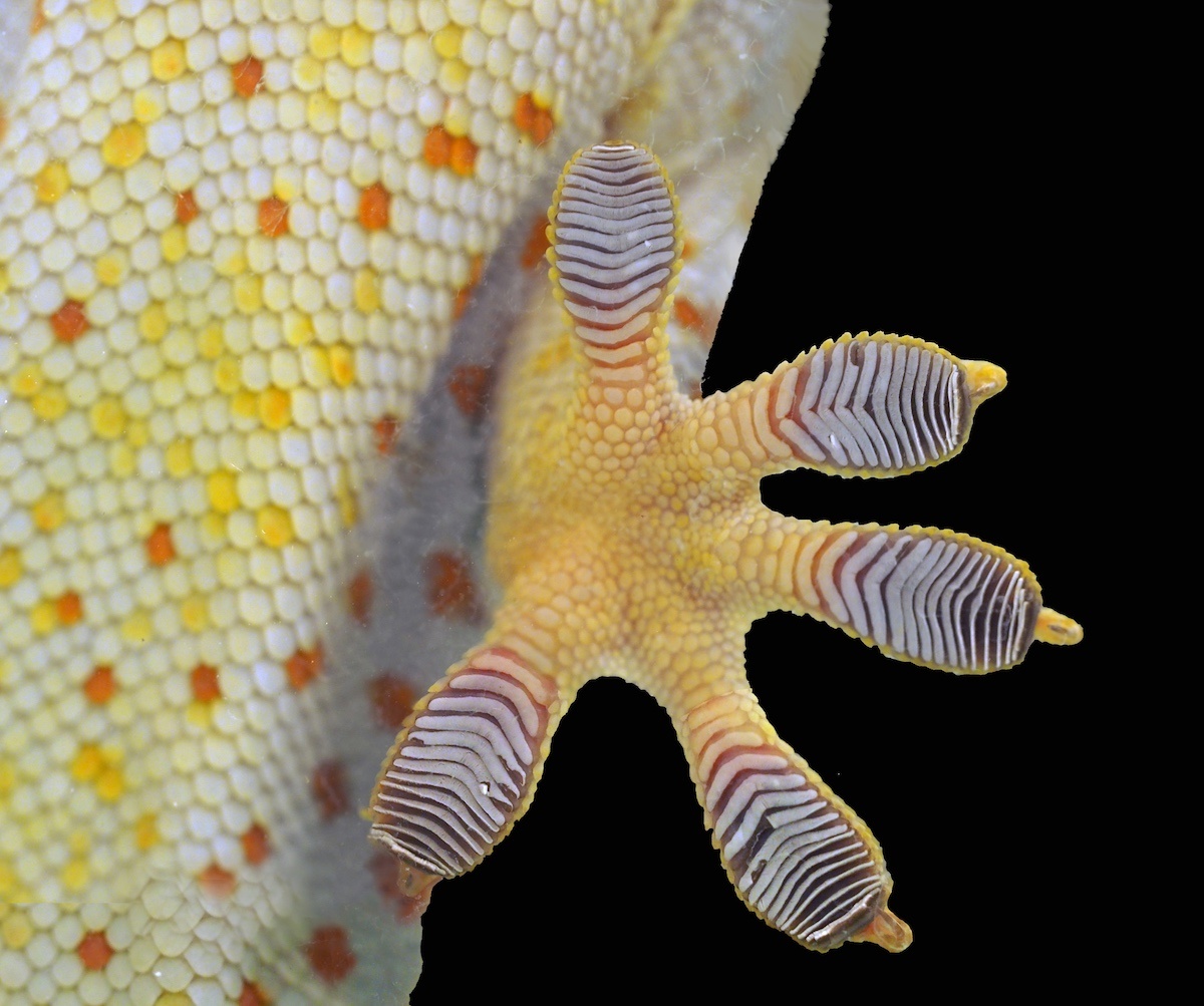 200513 gecko foot