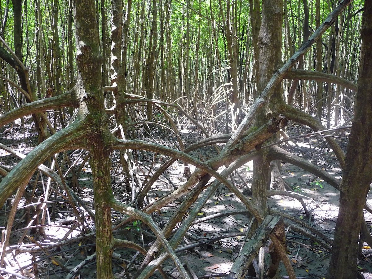 Mangrove_mangroves