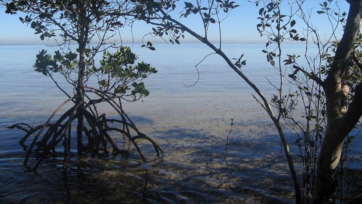 mangrove_mangroves