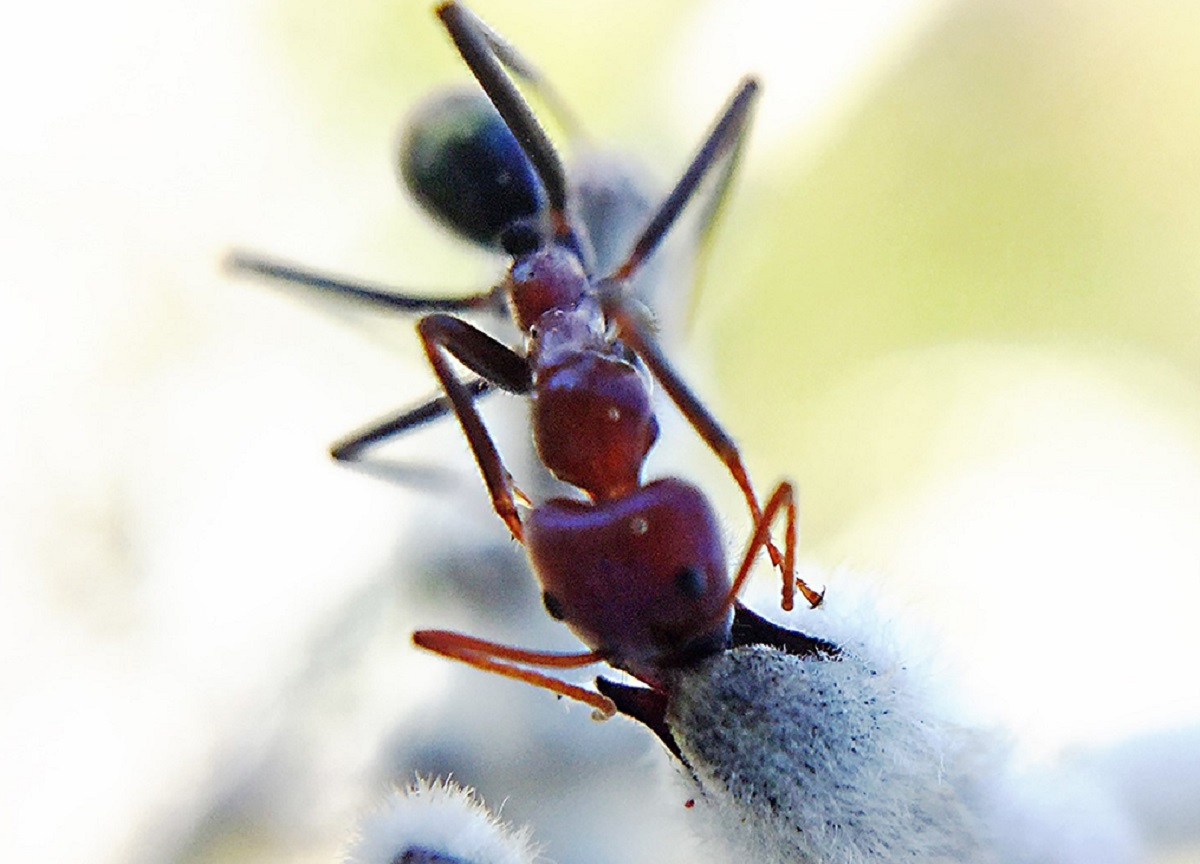 200611 ant