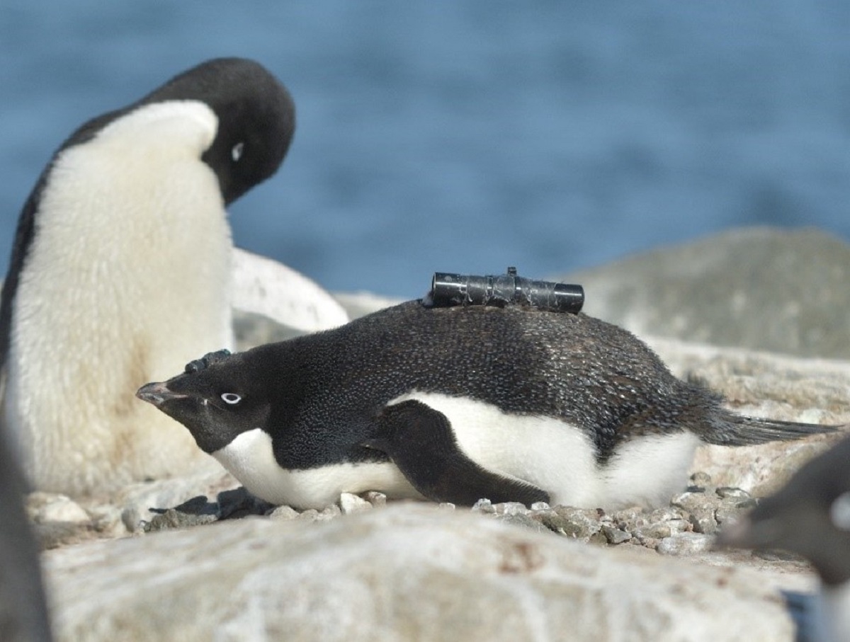 200625 camera penguin