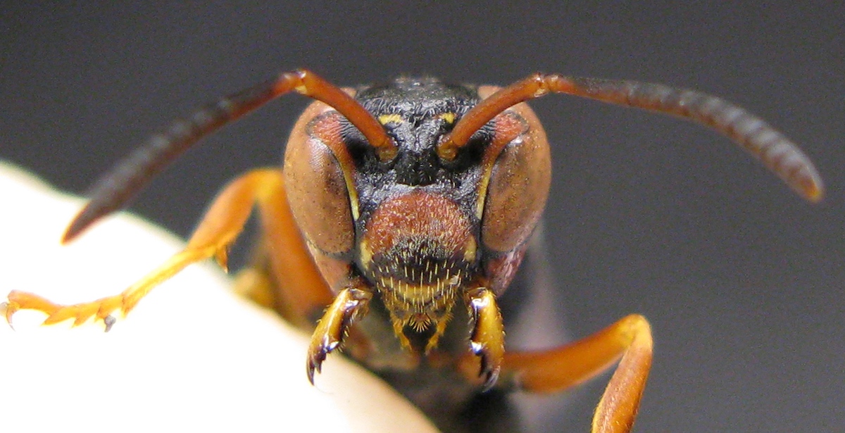200629 paper wasp