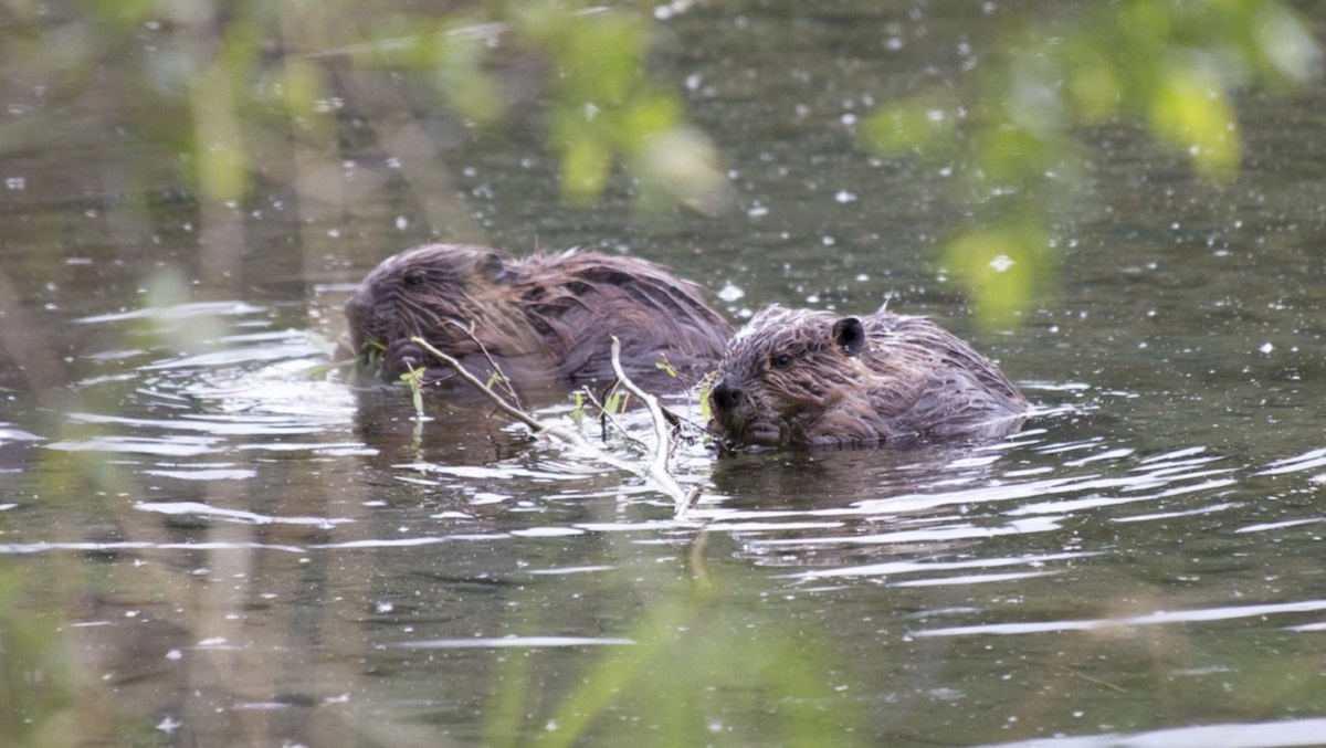 Arctic battling climate change and beavers - Cosmos