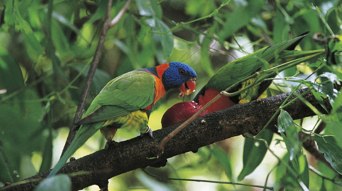200703 parrot
