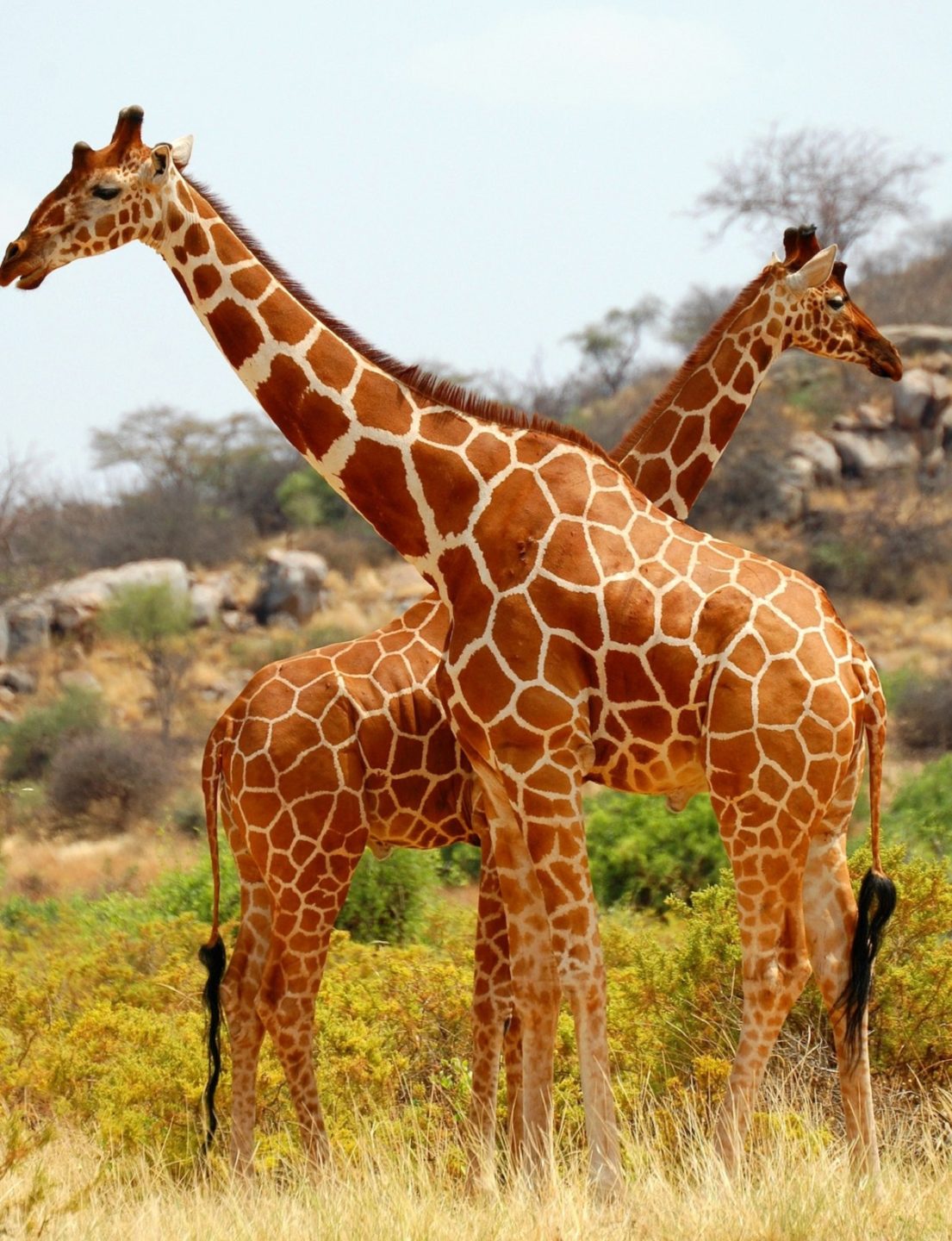 200710 giraffe
