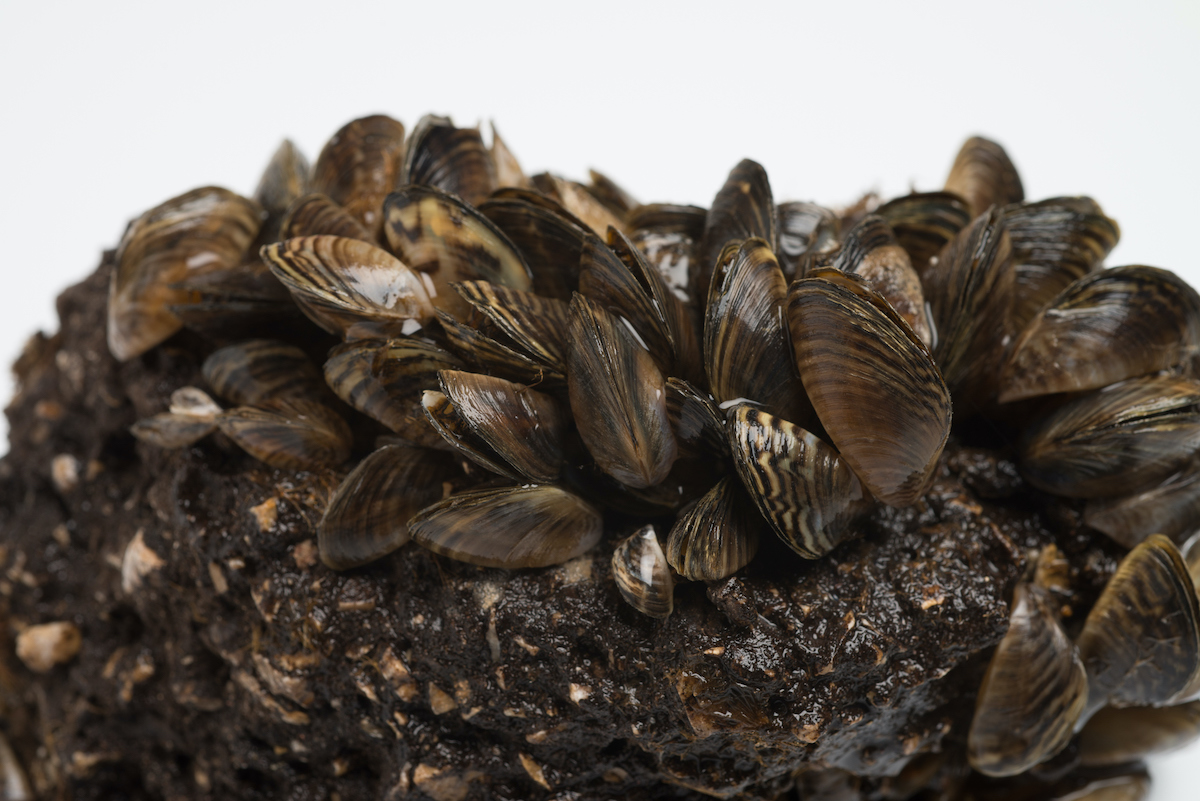 200716 zebra mussels