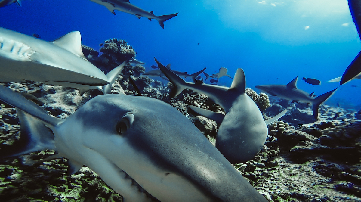 Shark Polynesia