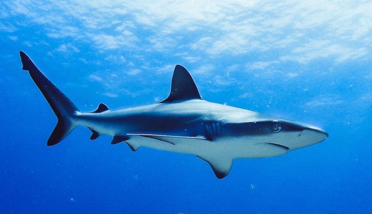 Shark australia