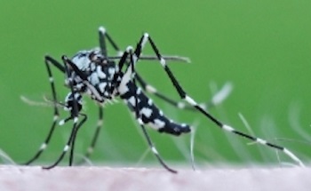 200728 mosquito