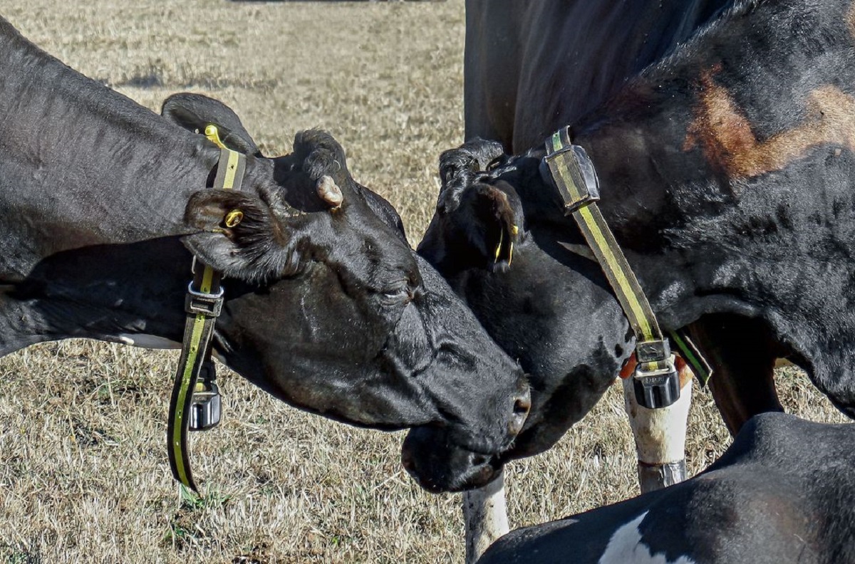 cows_dairy cows
