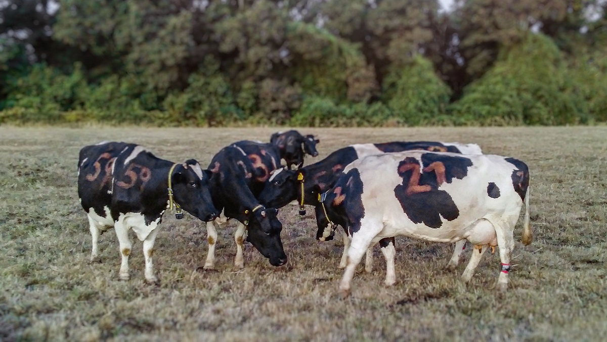 cows_dairy cows