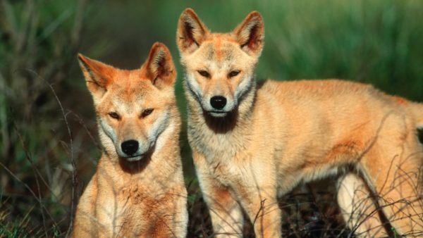 Dingoes