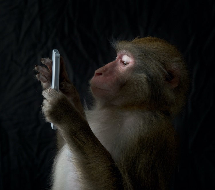 200806 monkey phone