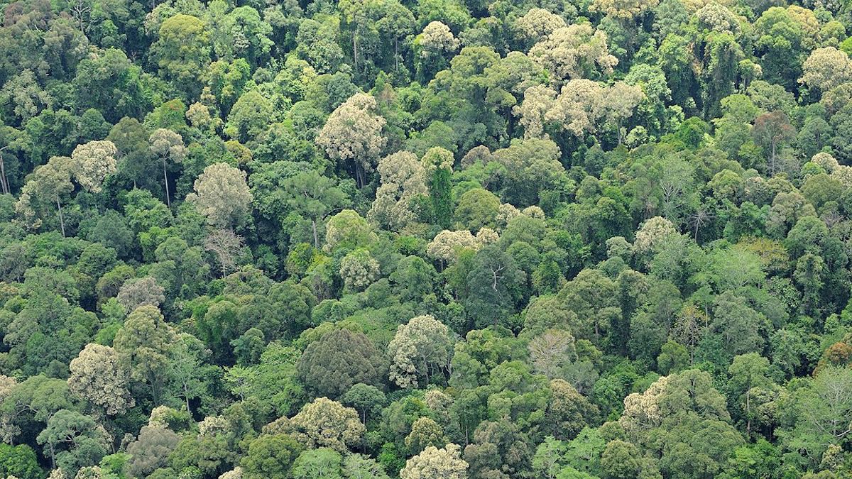 Rainforest in Sabah