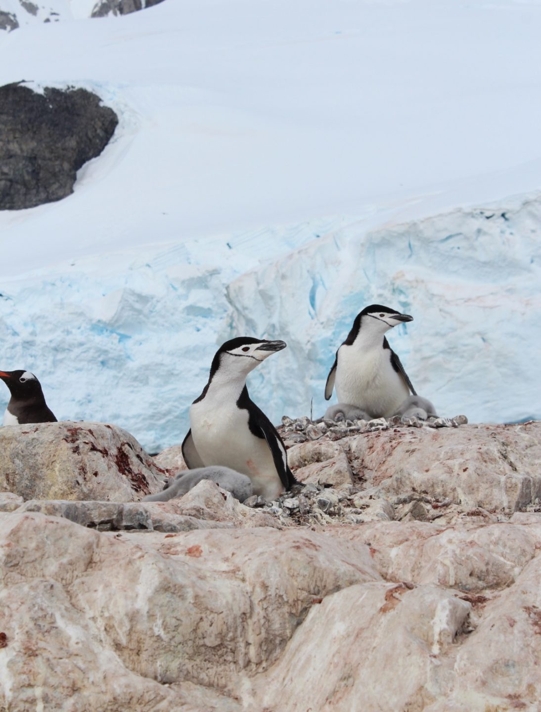 200819 antarctica penguins