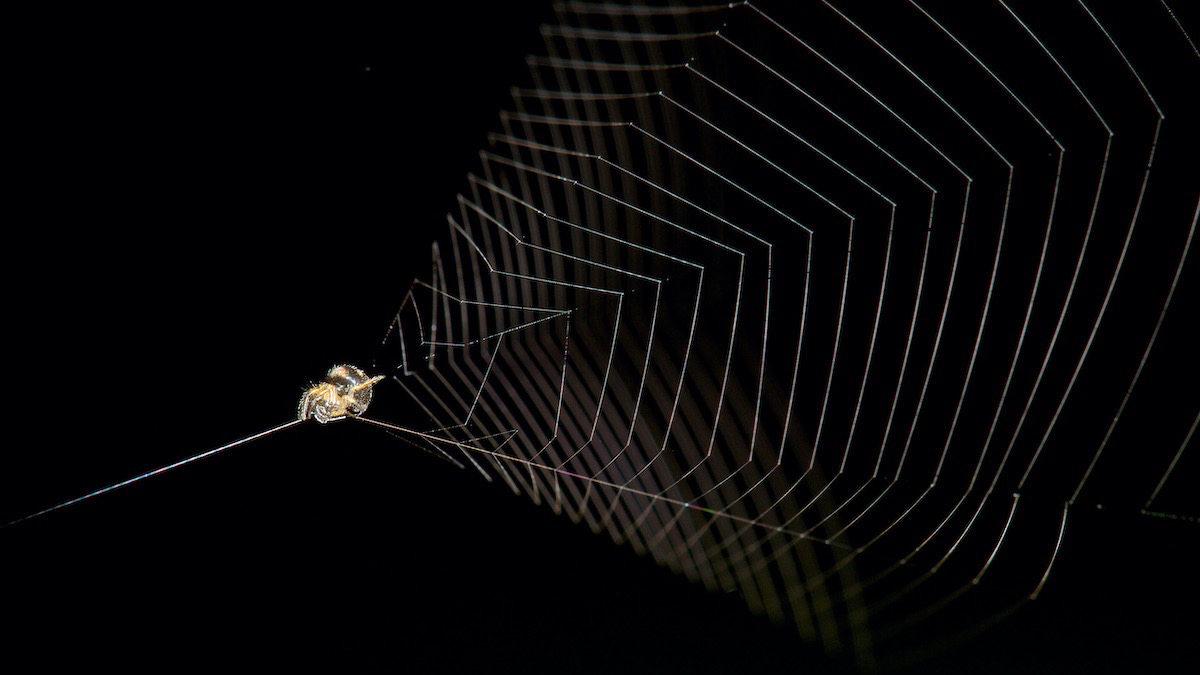 Slingshot spider