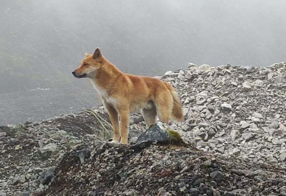 200901 highland wild dog
