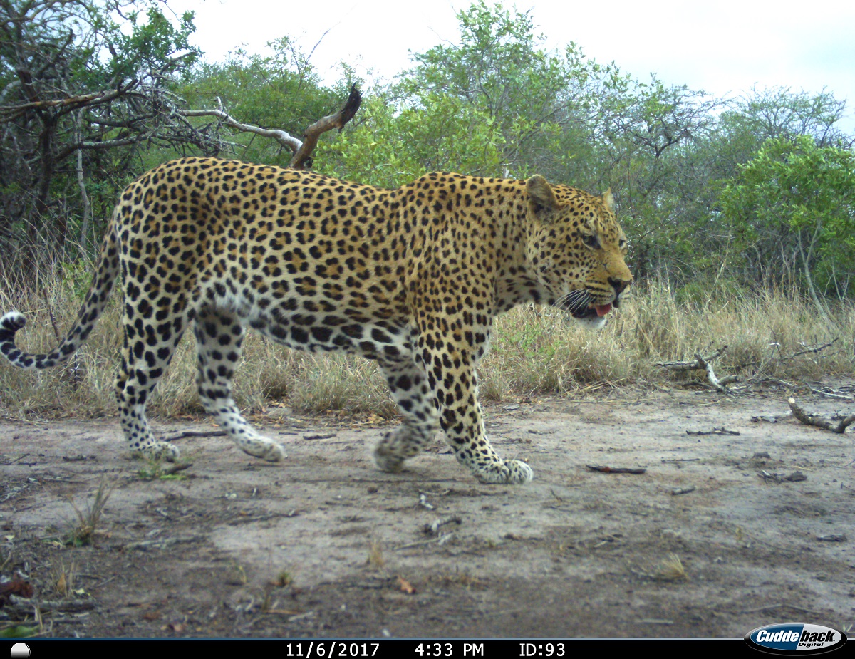 200901 leopard