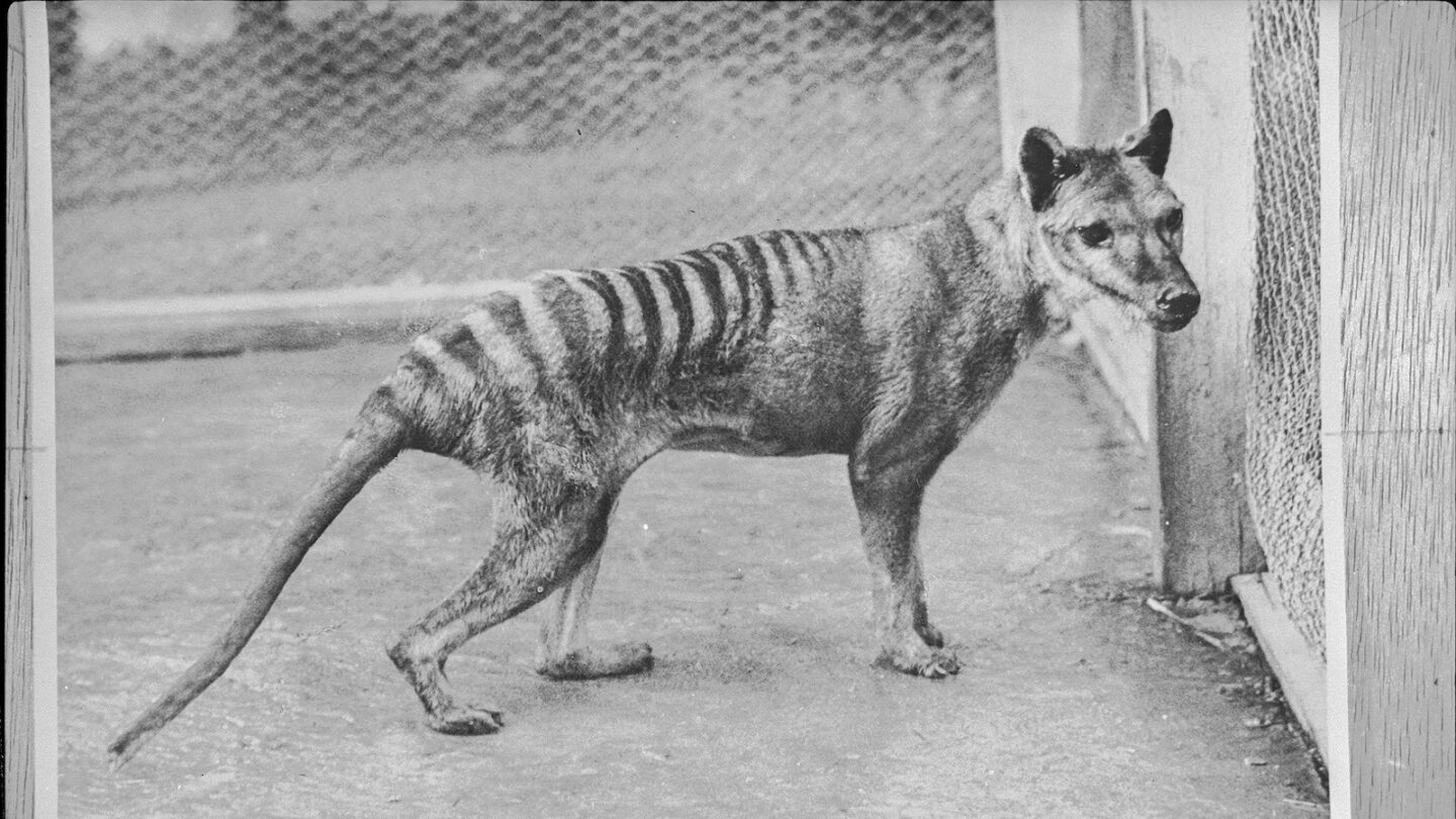 200910 Tim Jarvis human animal conflict Thylacine Public Domain