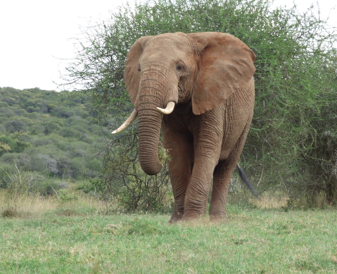 200918 elephant