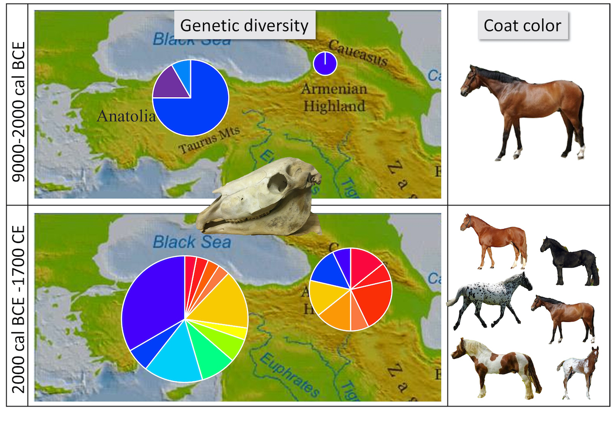 Wild Horse Island Breeding Chart