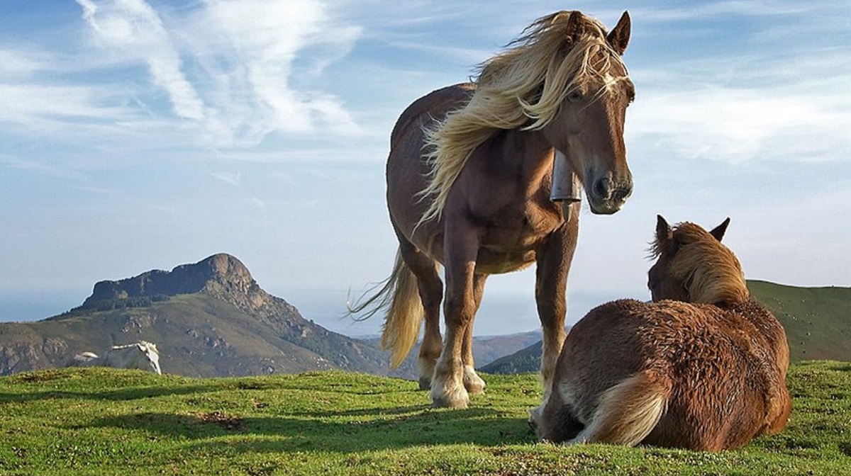 Domestic horses' mysterious origins may finally be revealed