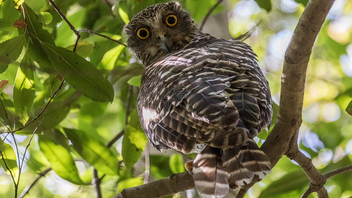Finding the powerful owl - Cosmos Magazine