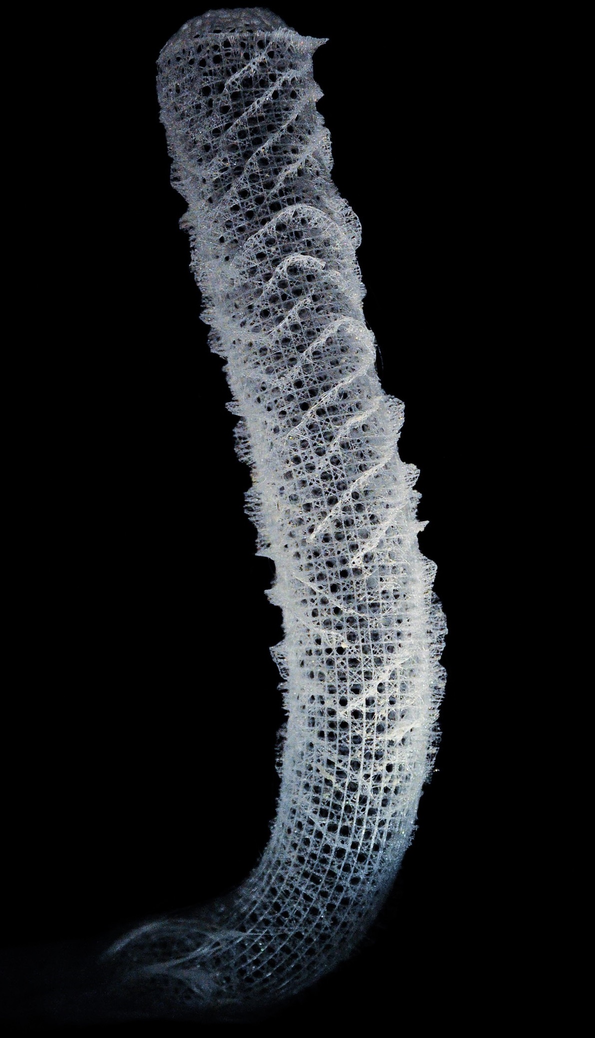 Taking building tips from a glass sponge - Cosmos Magazine