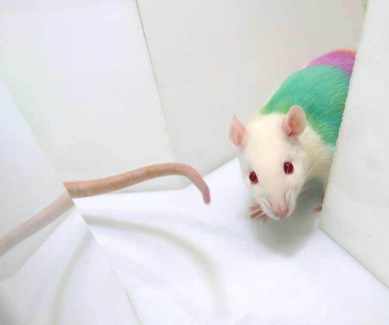200925 coloured rat