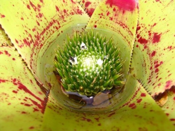 200926 Bromeliad