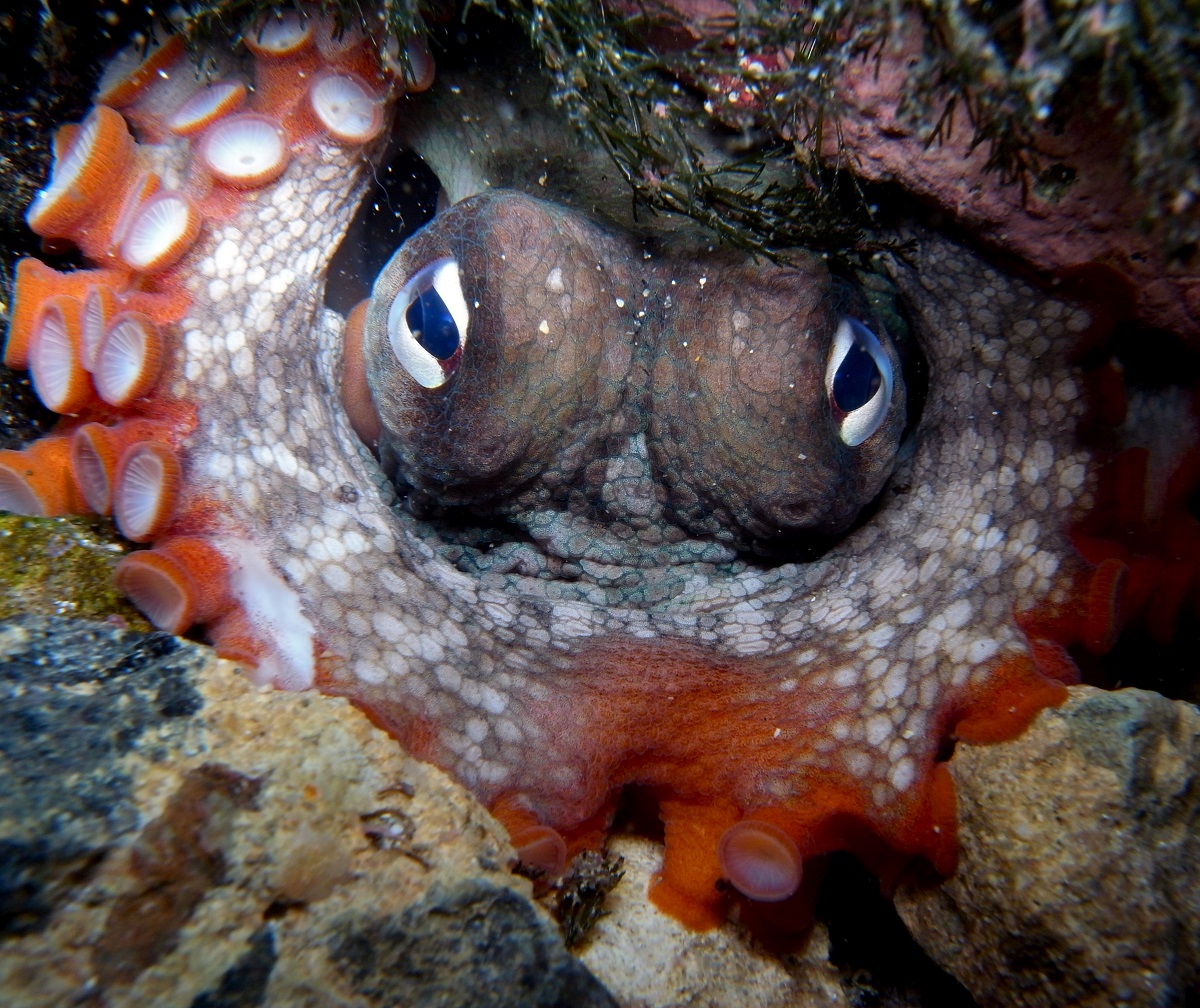 Gloomy octopus octopus tetricus 8379576666 1