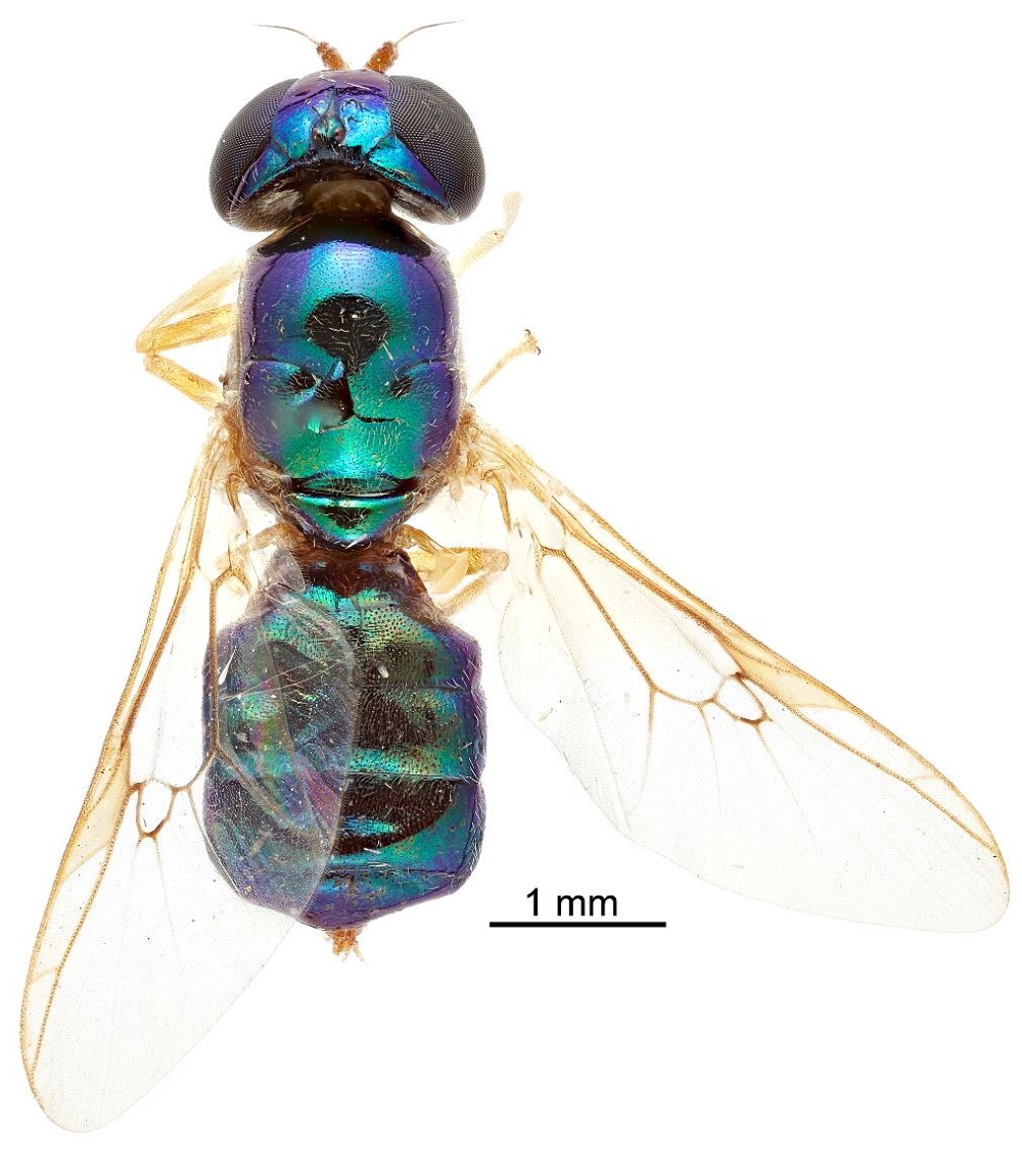 Microchrysa wrightae lessard and woodley 2020