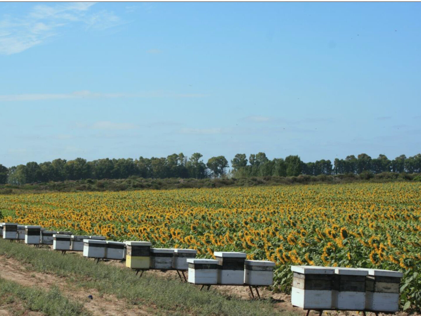 This image shows man made bee hives alongside a sunflower field credit walter farina