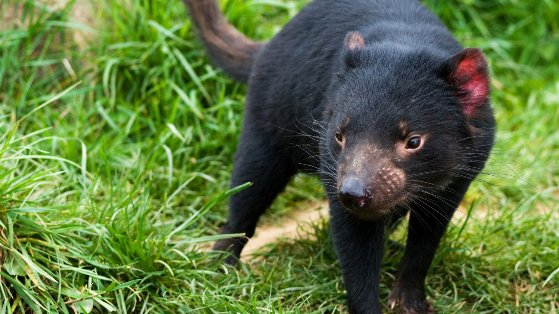 Tasmanian devil cancer won't lead extinction