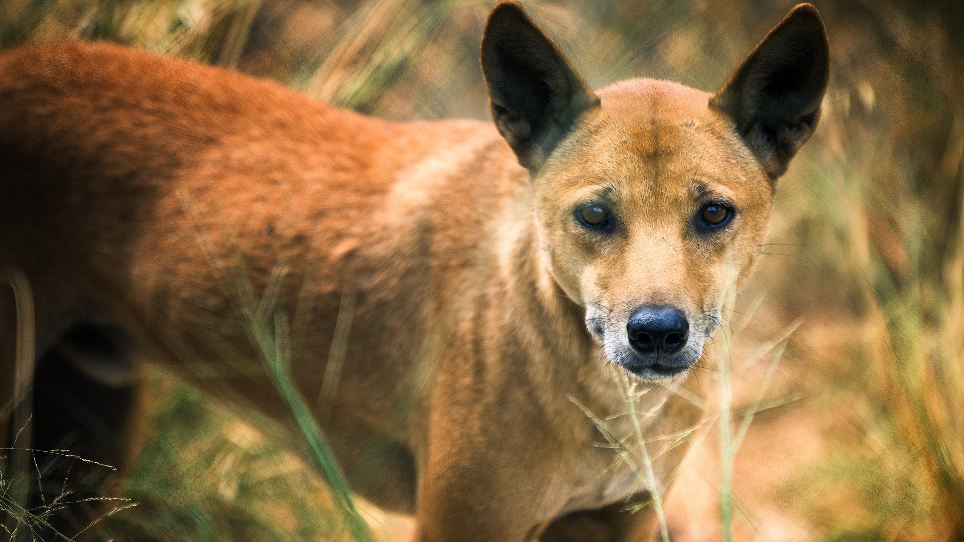 Dingo species
