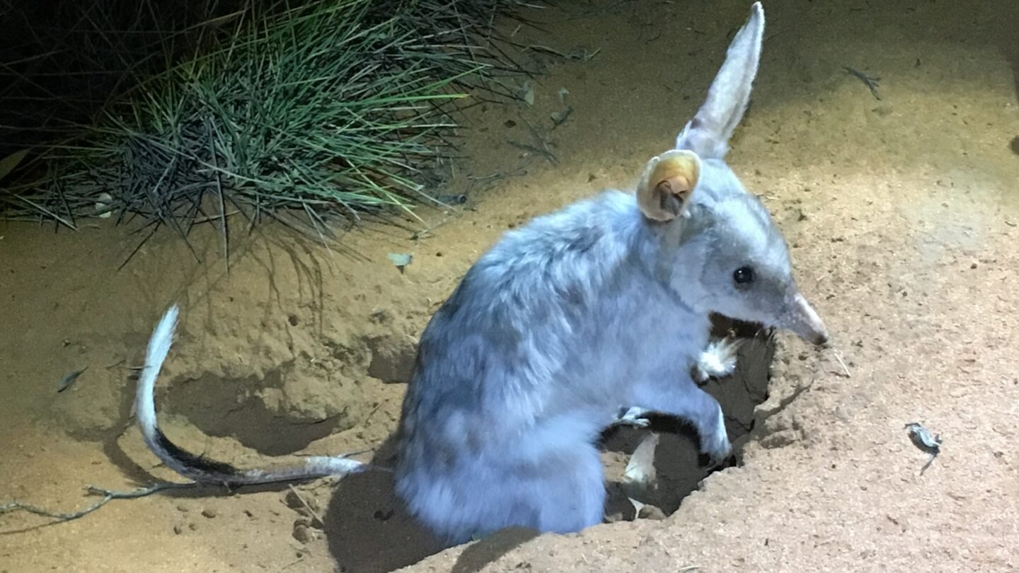 Bilbies are more than Easter icons Cosmos Magazine
