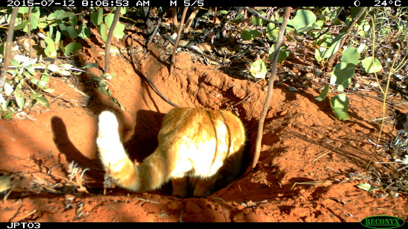 Bilby burrow ecology australia feral cat